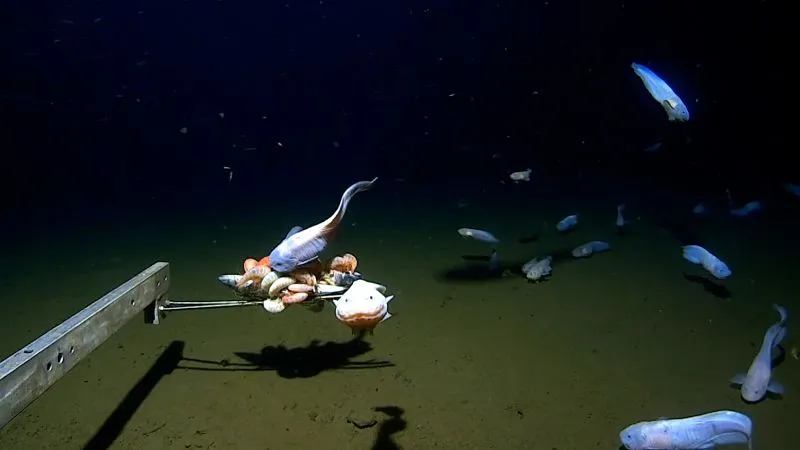 Snailfish deepest fish: new species filmed at 27,000 feet